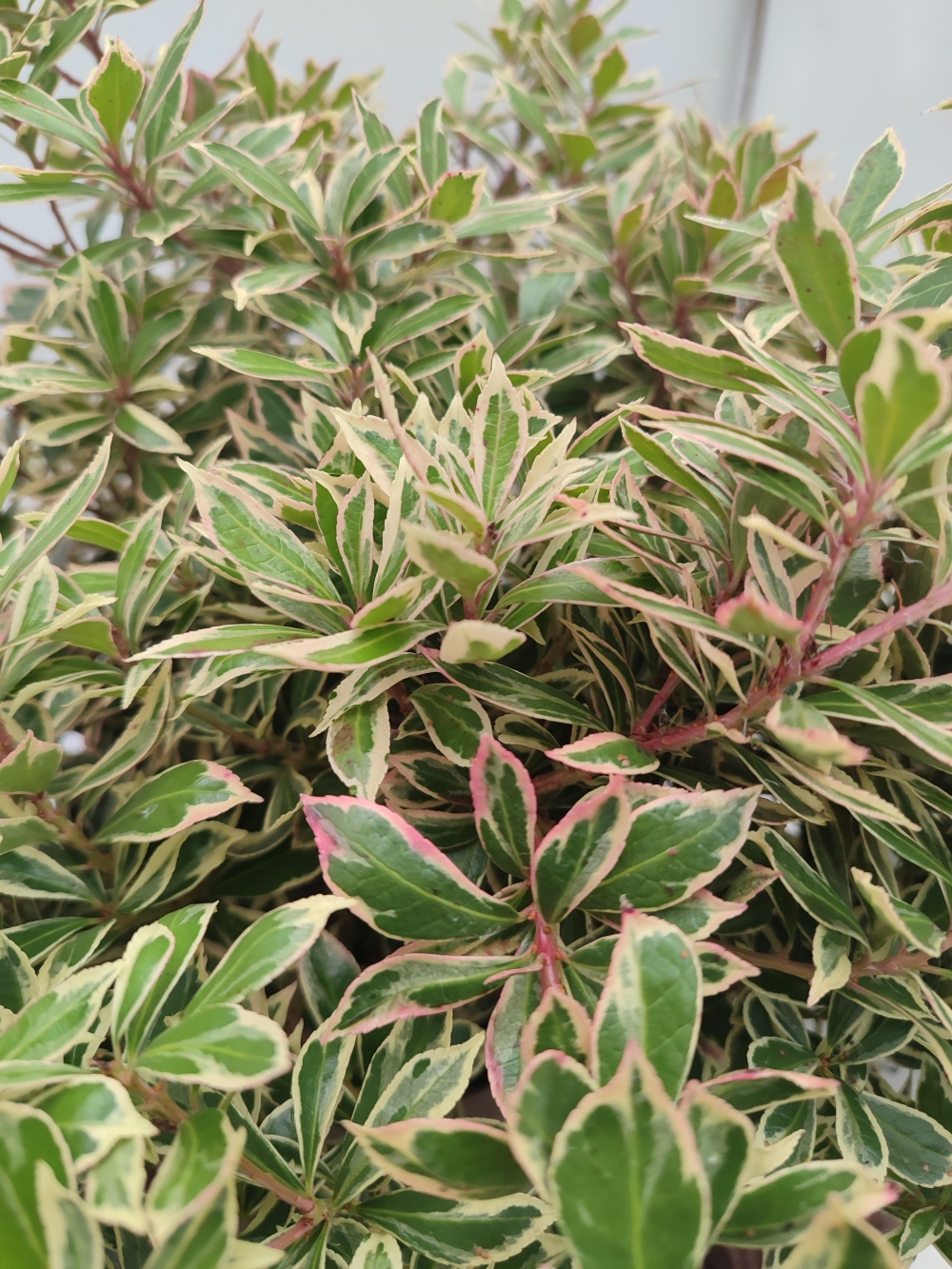 pieris dettaglio